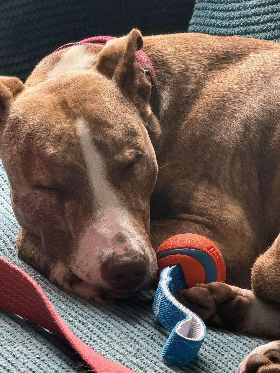 Dog Pepper curled up asleep with ball Image of medium-sized dog Pepper curled up asleep with a ball. Looking for her forever home from Leash of Life.