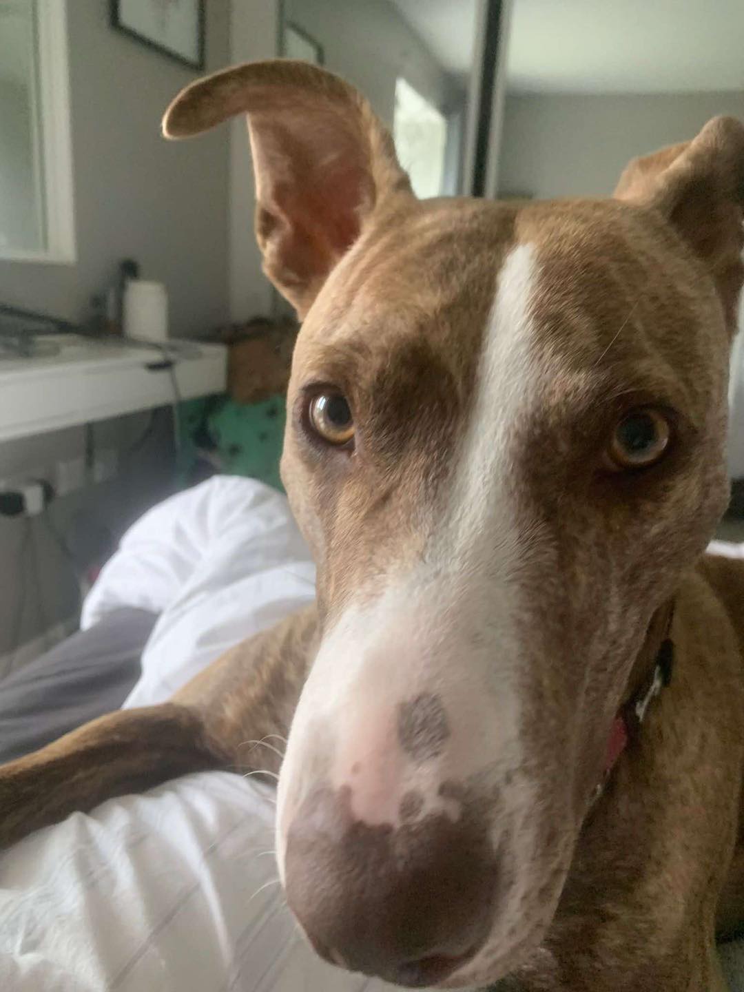 Dog Pepper looking into the camera Image of medium-sized dog Pepper looking in to the camera. Looking for her forever home from Leash of Life.