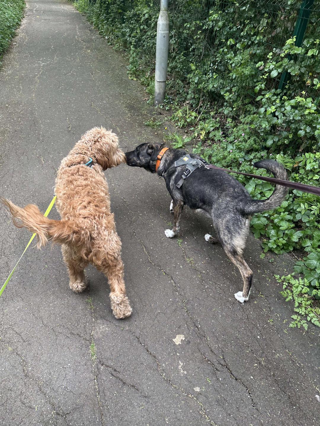 Image of Coco, an 18 months old labrador-size dog, with a friend. Looking for a new home from Leash of Life.