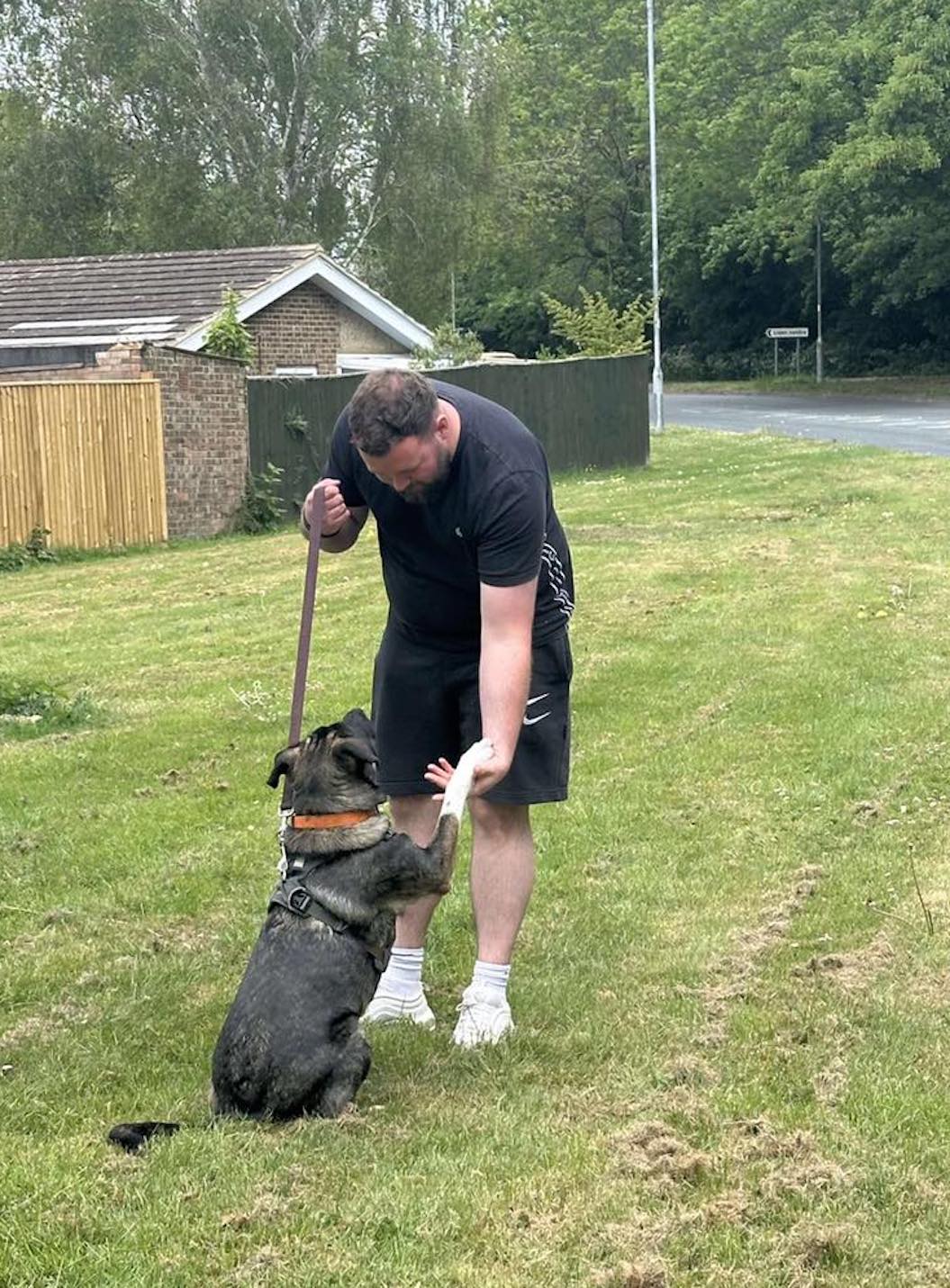 Image of Coco, an 18 months old labrador-size dog, giving a paw. Looking for a new home from Leash of Life.