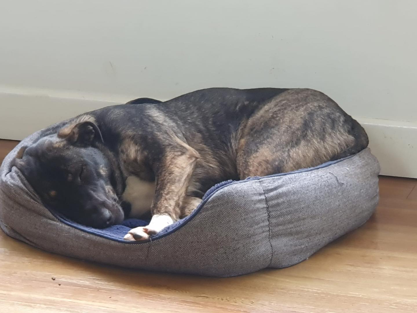 Image of Coco, an 18 months old labrador-size dog, curled up in a very small bed. Looking for a new home from Leash of Life.