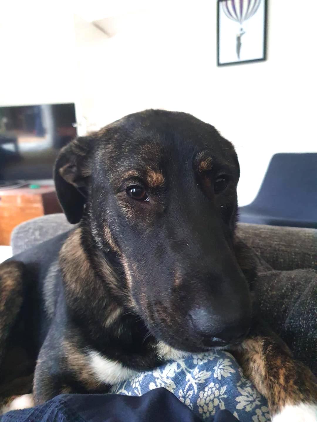 Image of Coco, an 18 months old labrador-size dog. Looking for a new home from Leash of Life.