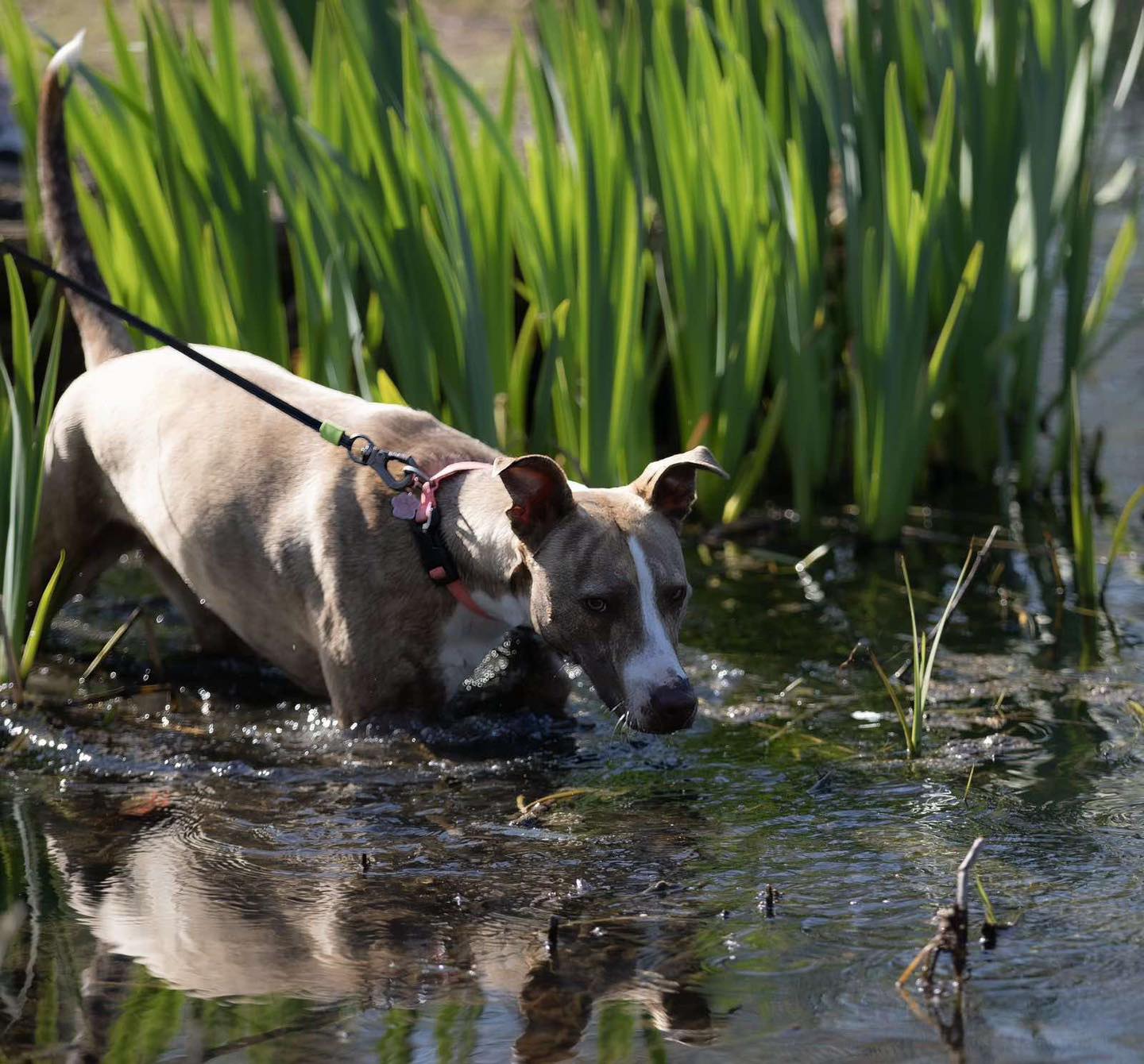 pepper in the river Image of Pepper, young bull lurcher dog, in the river. Looking for a new home from Leash of Life.