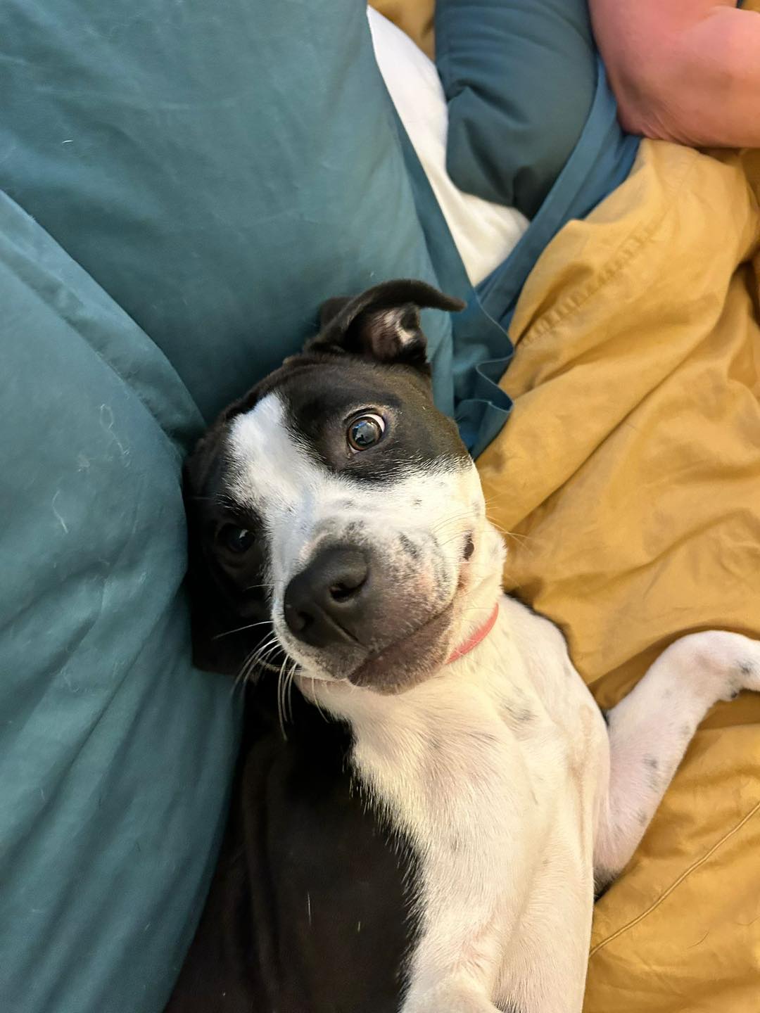 Image of Pepper2, 1-year-old female Staffy cross, on the sofa. Looking for a new forever home through Leash of Life