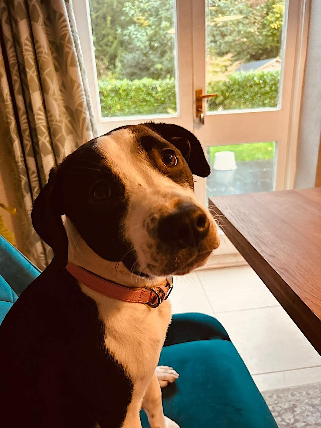 Image of Pepper2, 1-year-old female Staffy cross, looking for a new forever home through Leash of Life