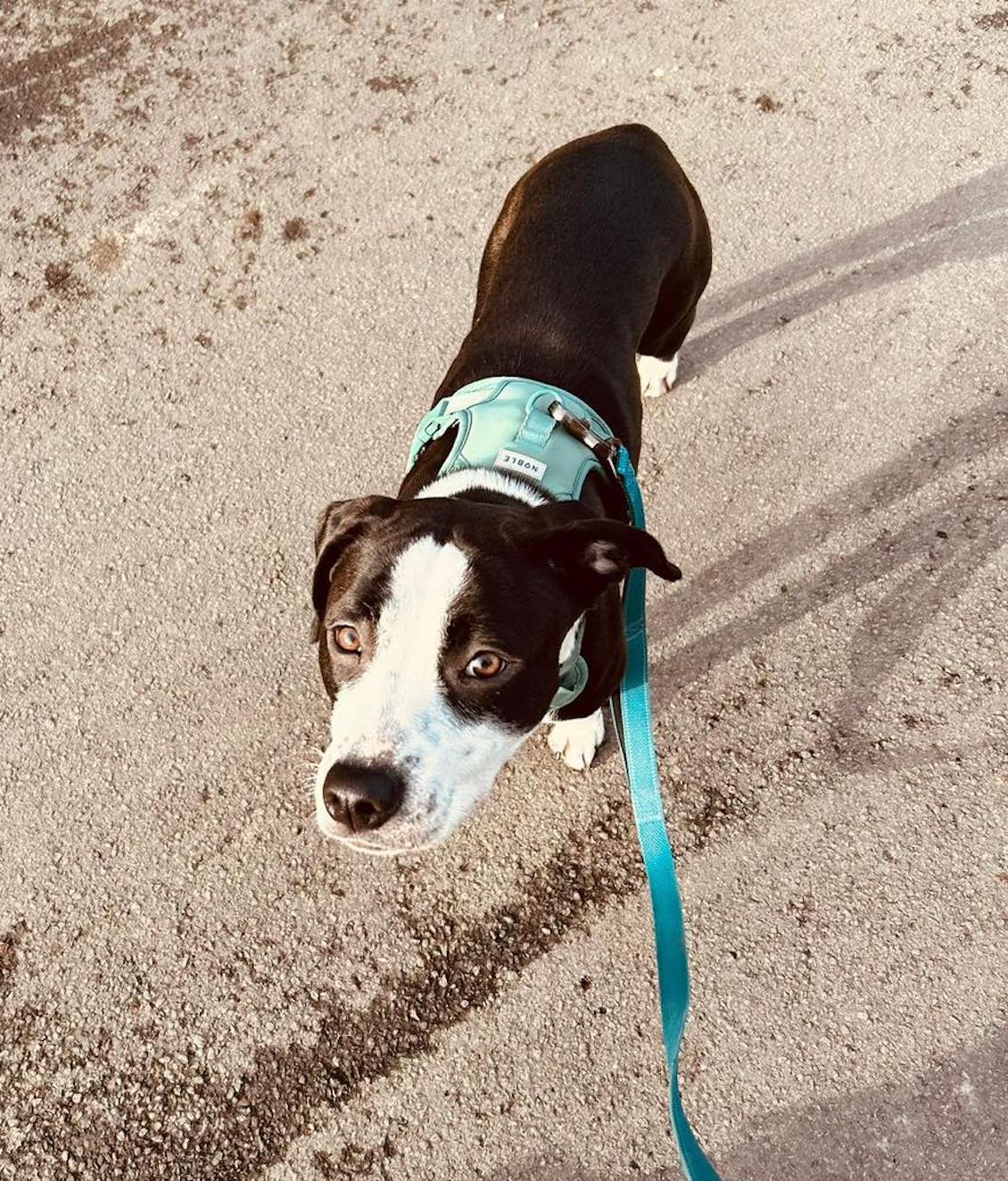 Image of Pepper2, 1-year-old female Staffy cross, on the lead. Looking for a new forever home through Leash of Life