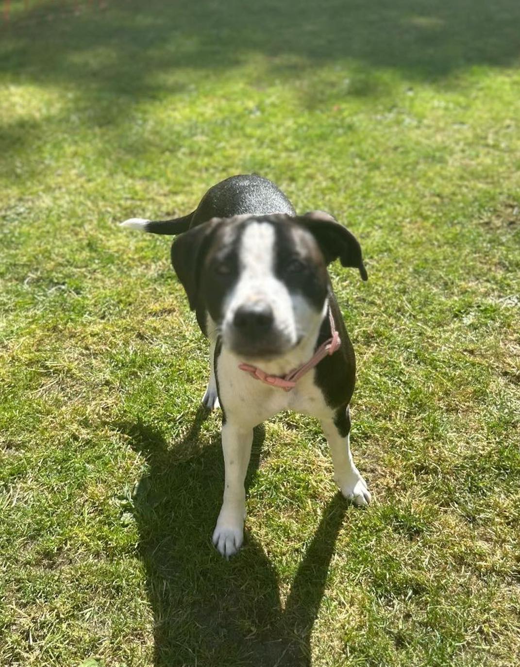 Image of Pepper2, 1-year-old female Staffy cross, on the lawn. Looking for a new forever home through Leash of Life