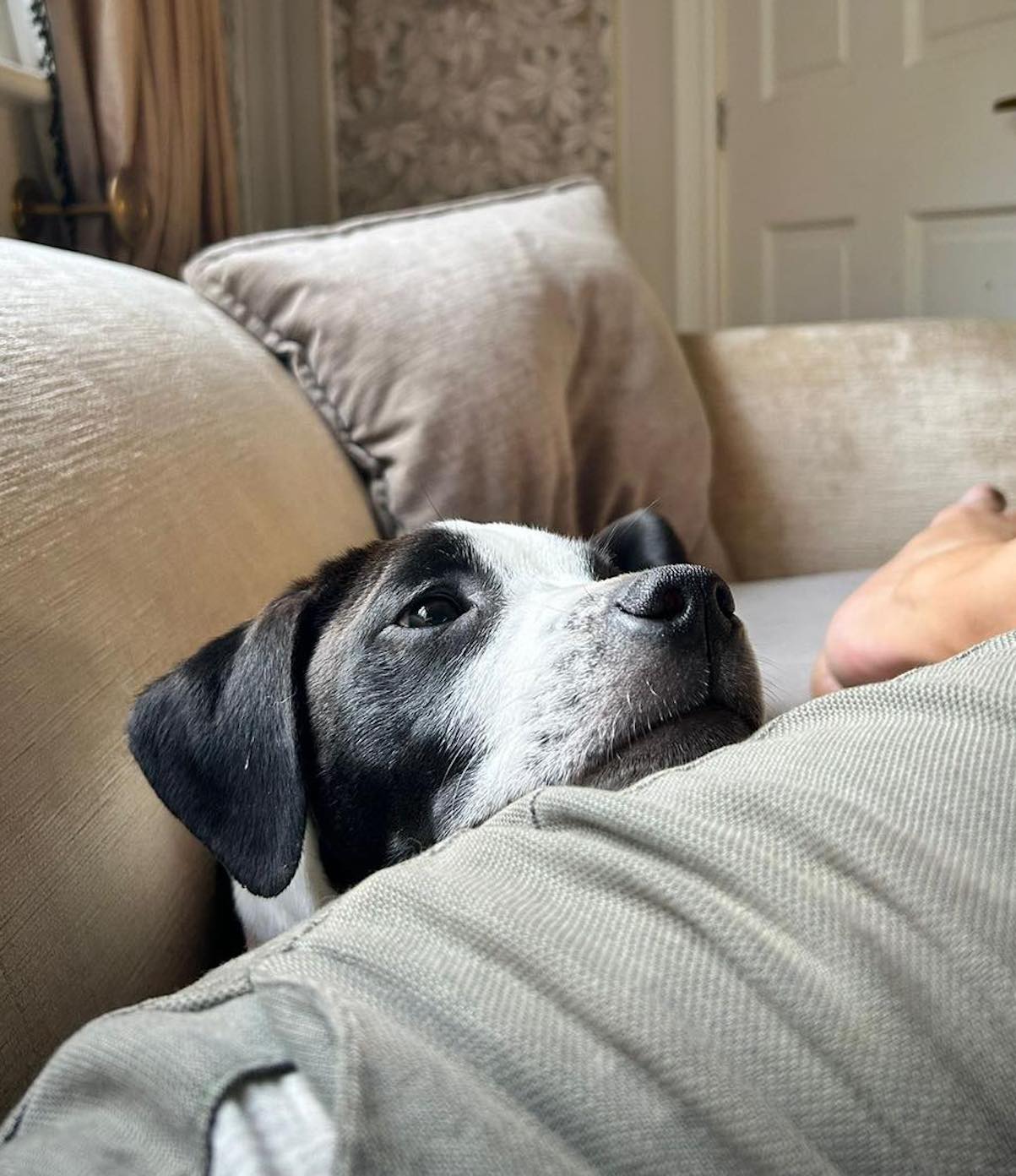 Image of Pepper2, 1-year-old female Staffy cross, with cushion. Looking for a new forever home through Leash of Life