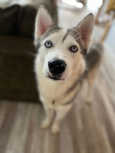 Image of dog Casper, a 1 year old large husky-type dog who is looking for a new forever home or a foster home, from Leash of Life.
