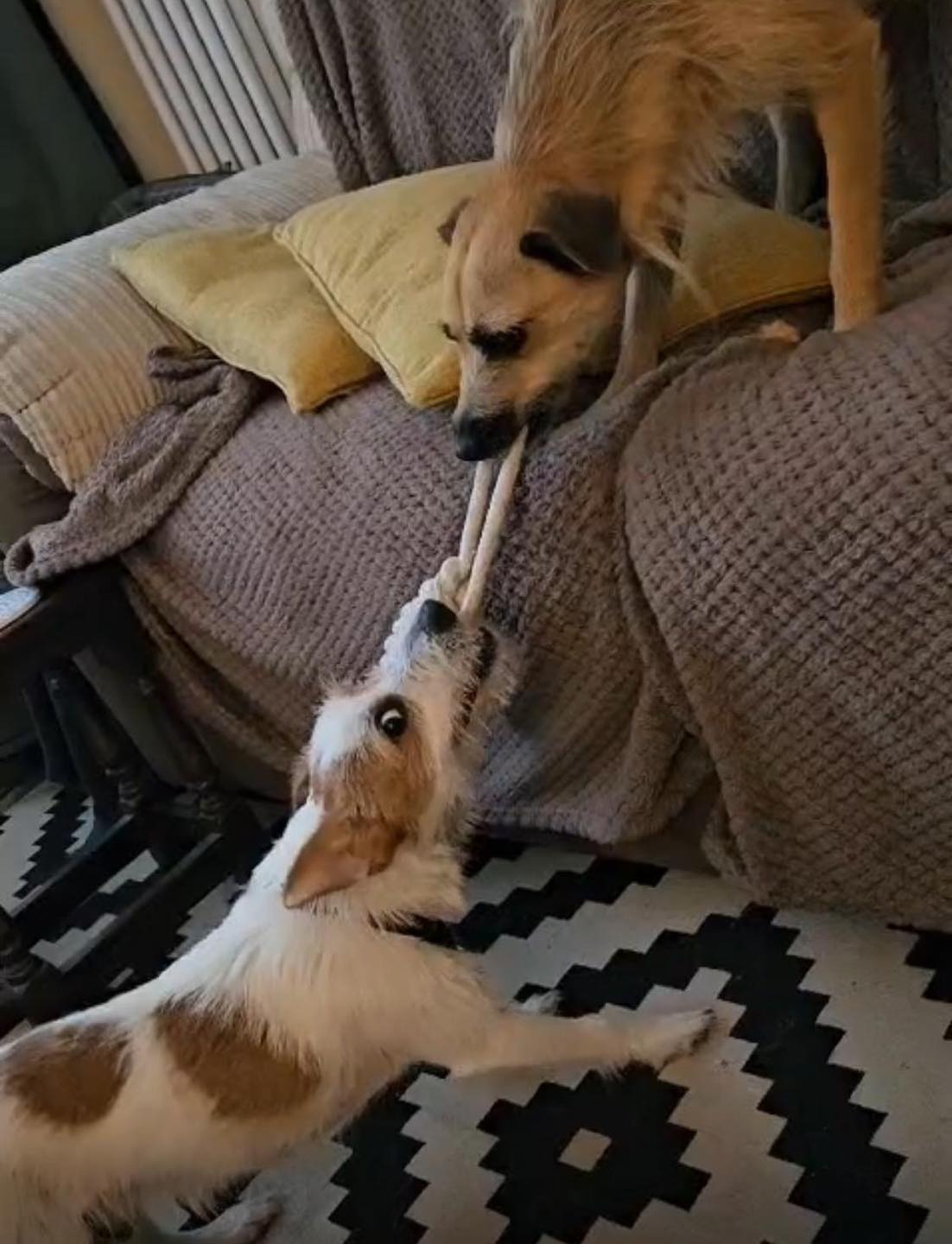 Image of dog Barnaby, 1-year-old terrier, playing with another dog. Looking for a forever home through Leash of Life