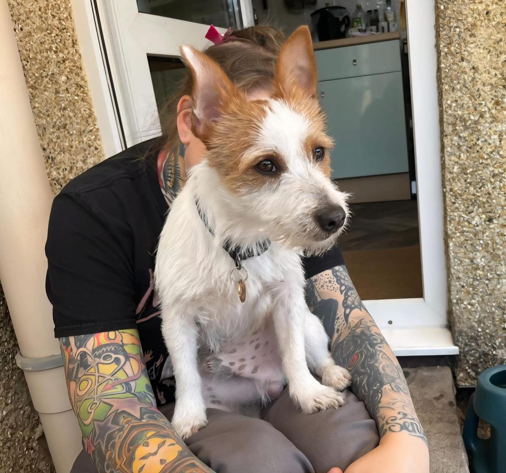 Image of dog Barnaby, 1-year-old terrier, sitting on a lap. Looking for a forever home through Leash of Life