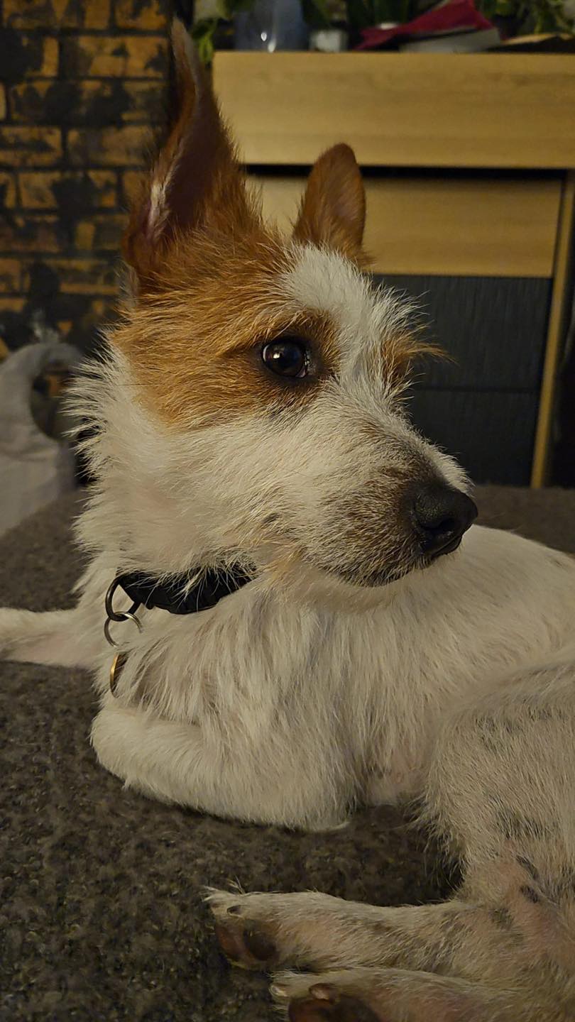 Image of dog Barnaby, 1-year-old terrier. Looking for a forever home through Leash of Life