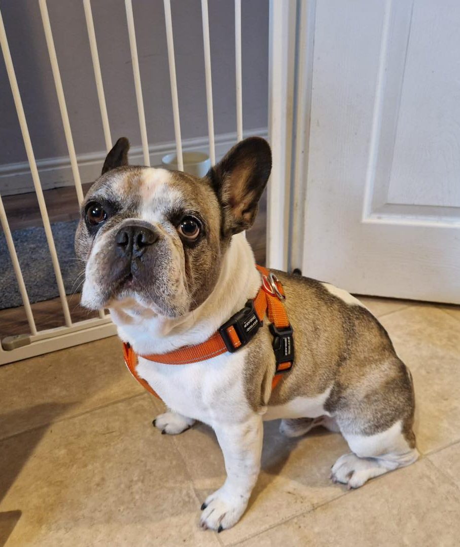 Image of dog Bruce, a 5 year old French Bulldog, in his harness by a child-gate. Bruce is looking for a new forever home or a foster home, from Leash of Life.