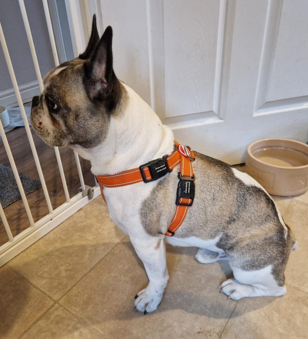 Image of dog Bruce, a 5 year old French Bulldog, looking through a child-gate. Bruce is looking for a new forever home or a foster home, from Leash of Life.