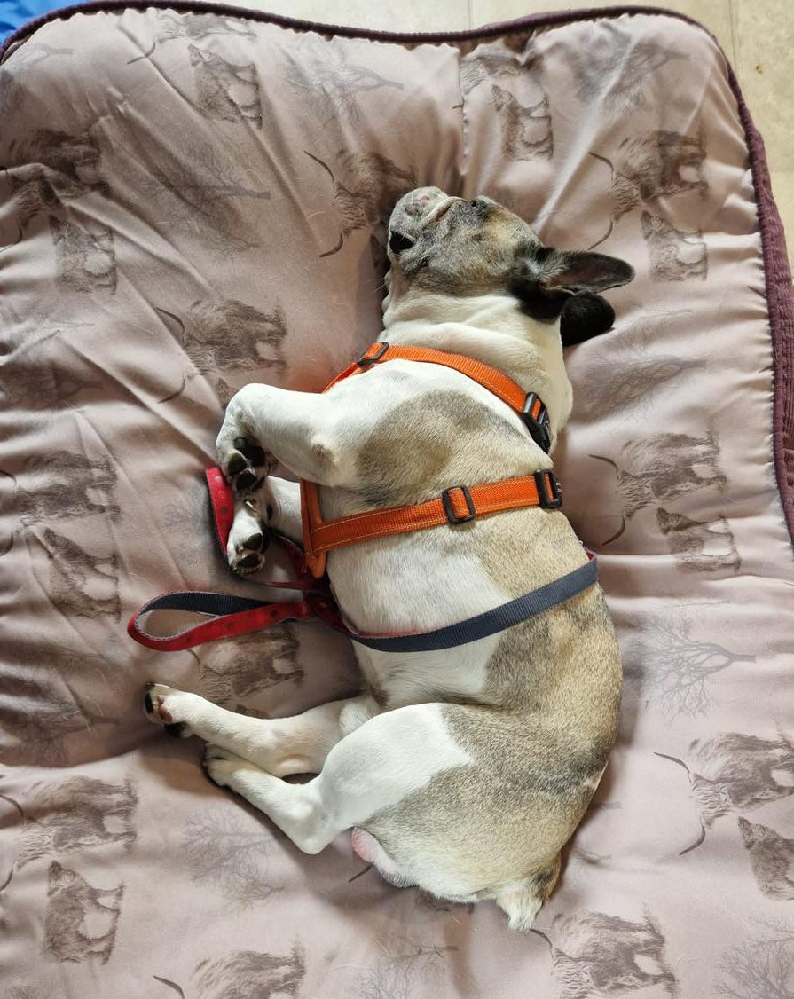 Image of dog Bruce, a 5 year old French Bulldog, lying on his bed. Bruce is looking for a new forever home or a foster home, from Leash of Life.