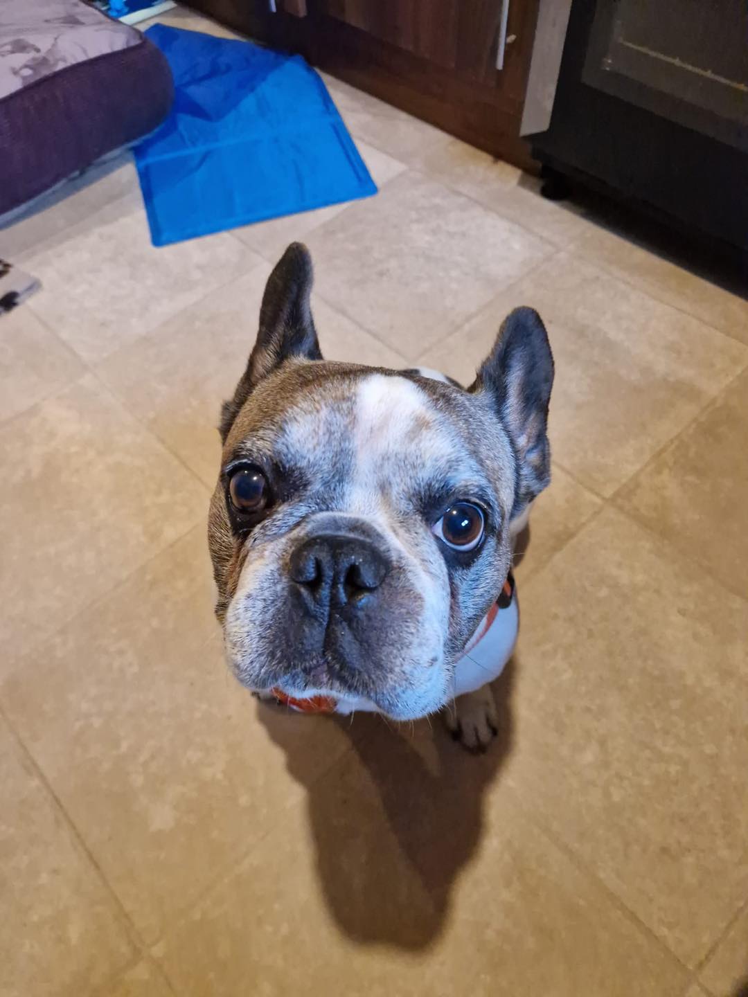 Image of dog Bruce, a 5 year old French Bulldog who is looking for a new forever home or a foster home, from Leash of Life.