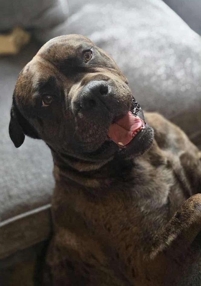 Image of dog Duke, a 1 year old Mastiff mix. Looking for a forever home through Leash of Life