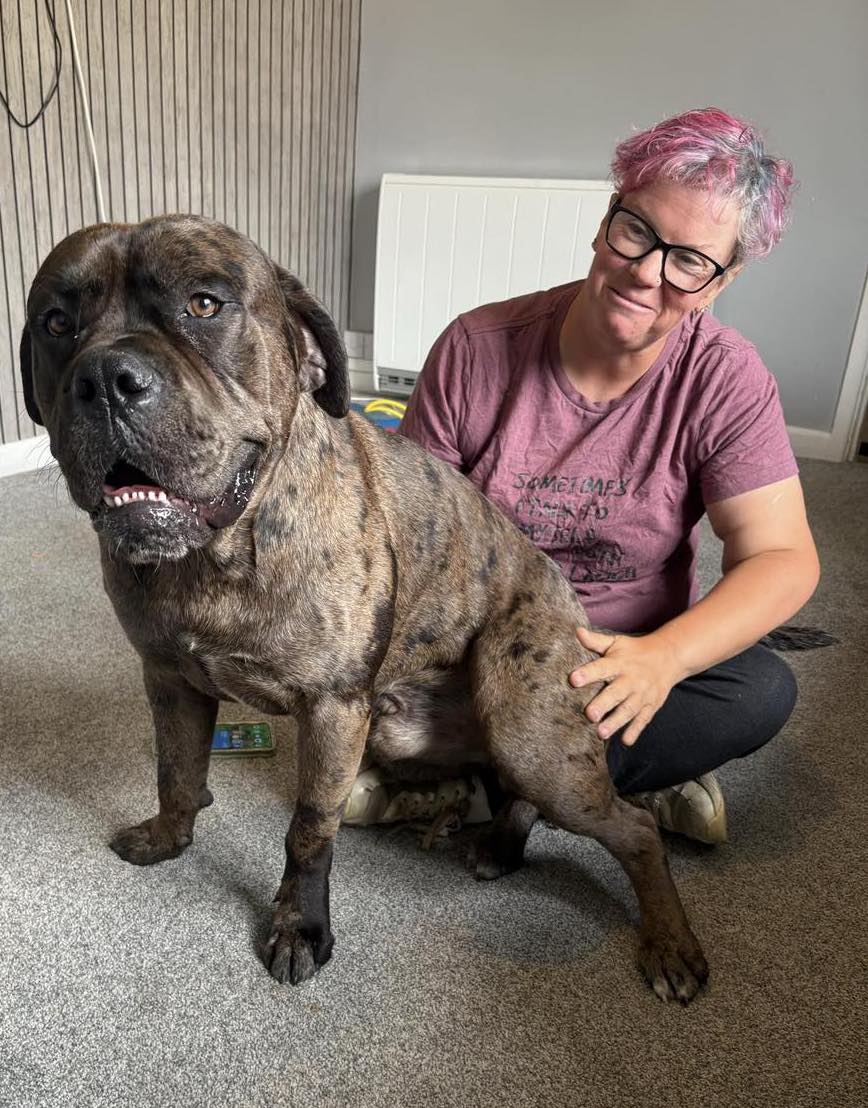 Image of dog Duke, a 1 year old Mastiff mix, sitting on the carpet. Looking for a forever home through Leash of Life
