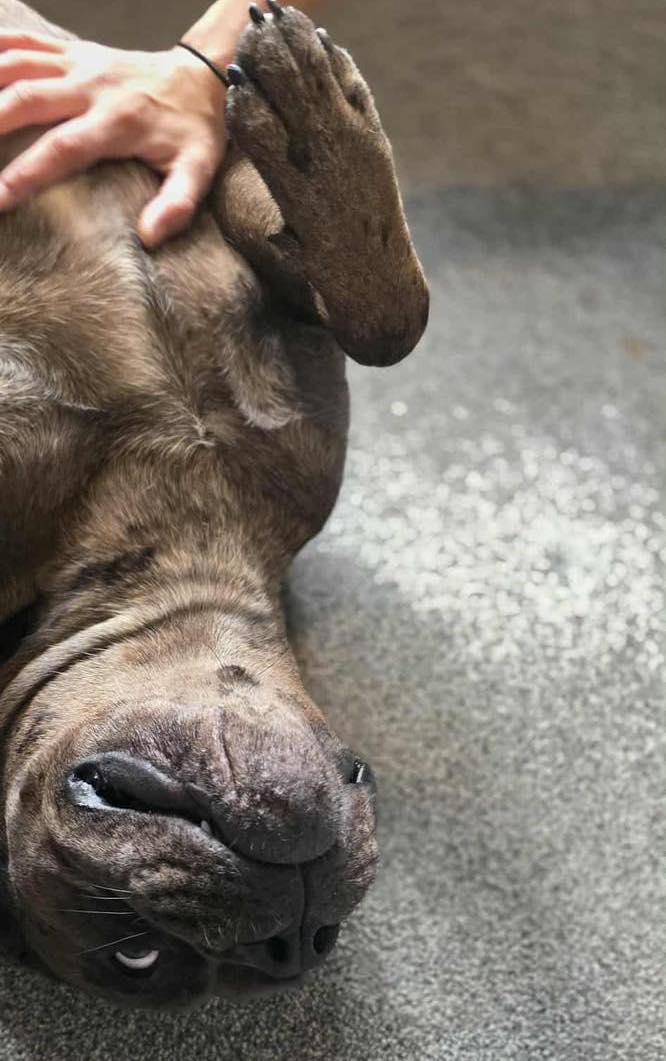 Image of dog Duke, a 1 year old Mastiff mix, upside down on the carpet. Looking for a forever home through Leash of Life