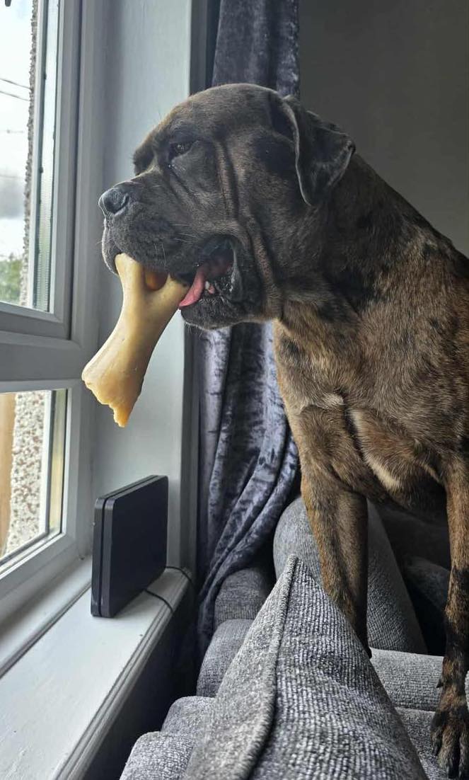 Image of dog Duke, a 1 year old Mastiff mix, with a bone. Looking for a forever home through Leash of Life