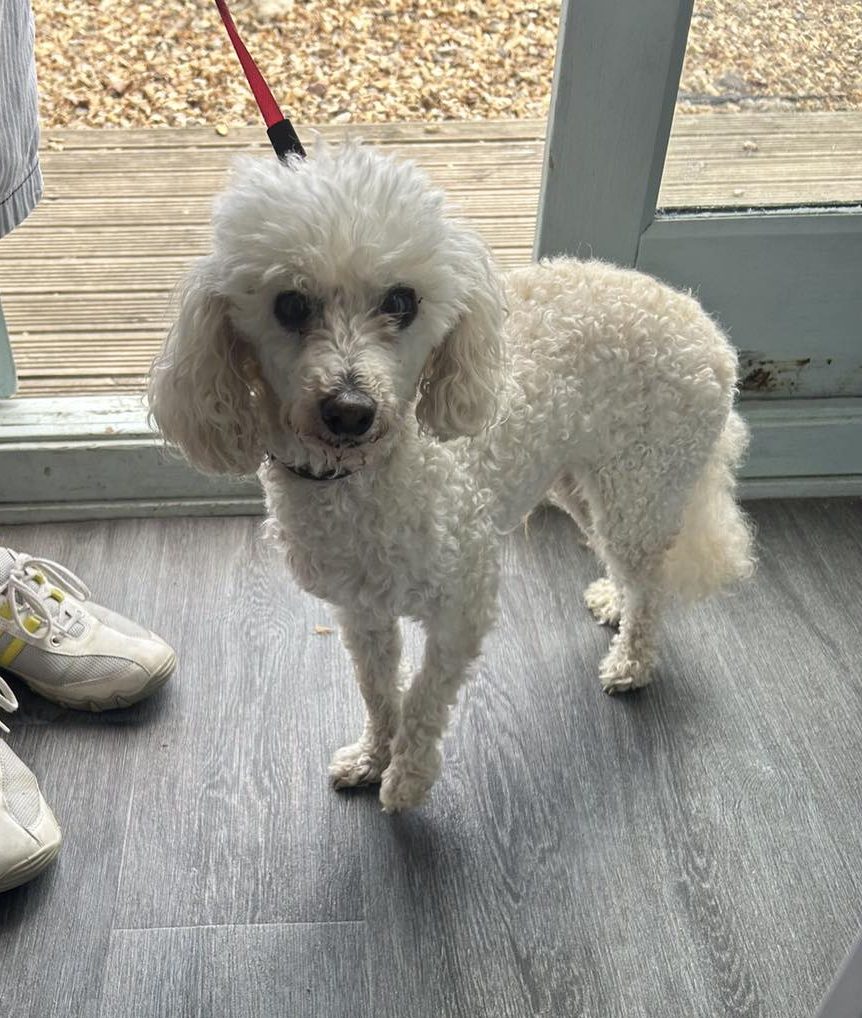 Image of dog Jake, an 8-year-old miniature poodle. Looking for a new forever home or a foster home, from Leash of Life.