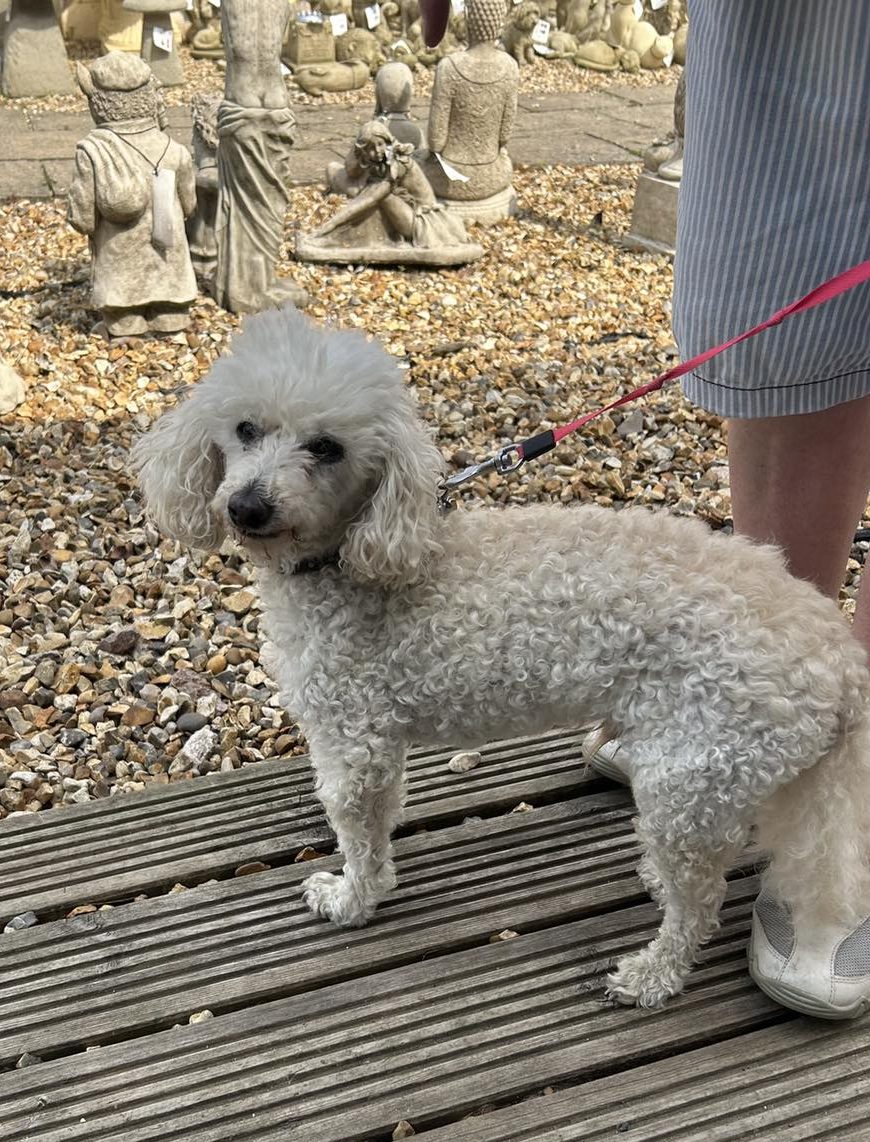 Image of dog Jake, an 8-year-old miniature poodle, in the garden. Looking for a new forever home or a foster home, from Leash of Life.