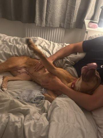 Dog Juno being tickled Image of dog Juno, medium sized dog, being tickled. Juno is looking for a new forever home or a foster home, from Leash of Life.