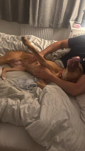 Image of dog Juno, medium sized dog, being tickled. Juno is looking for a new forever home or a foster home, from Leash of Life.