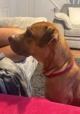 Image of dog Juno, medium sized dog looking for a new forever home or a foster home, from Leash of Life.