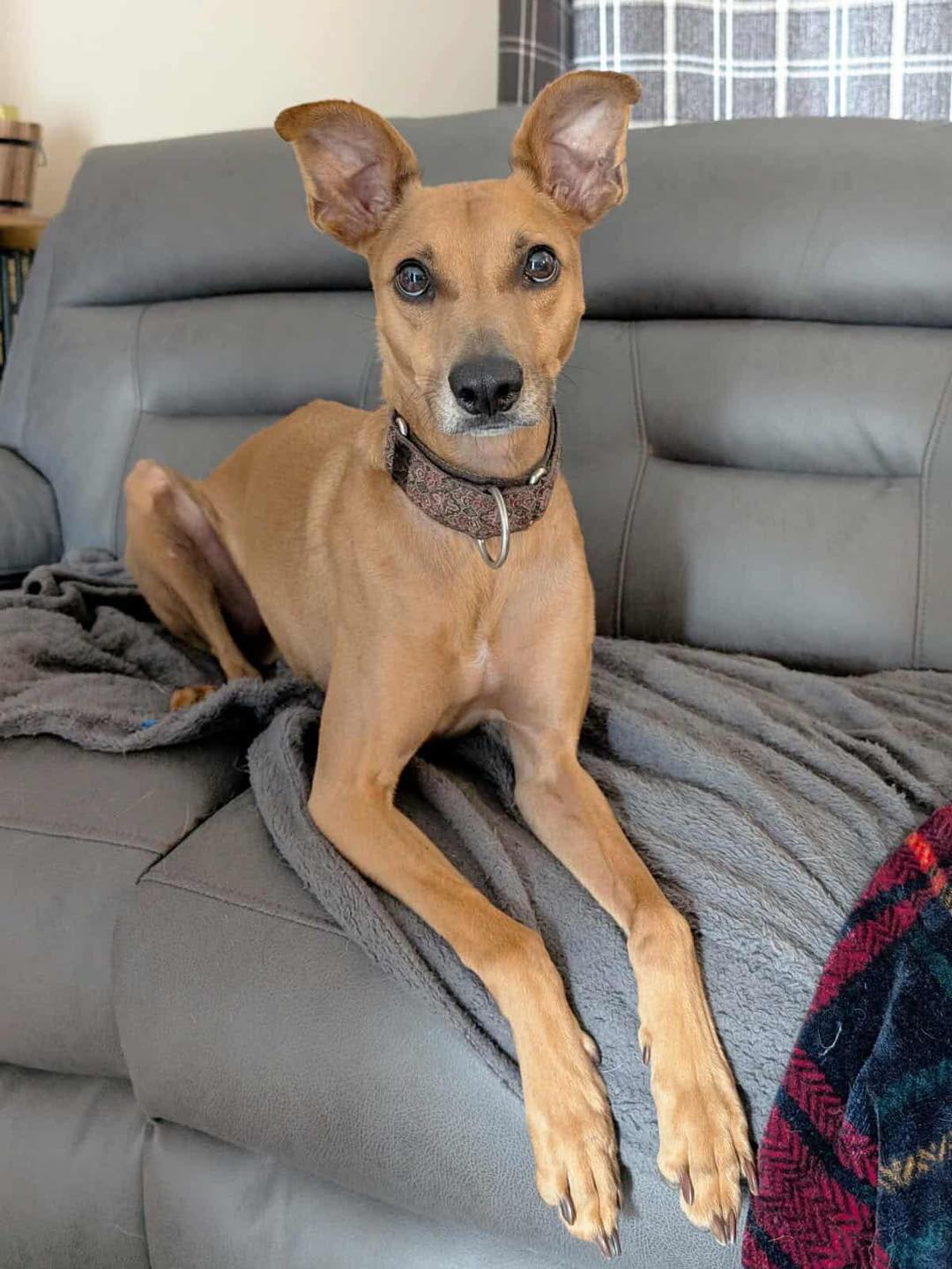 Image of dog Loki, a 3-4 year old Lurcher. Looking for a forever home through Leash of Life