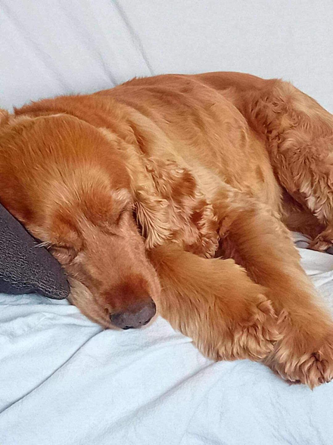 Image of dog Oliver, a 9/10 year old Cocker Spaniel. Looking for a forever home through Leash of Life