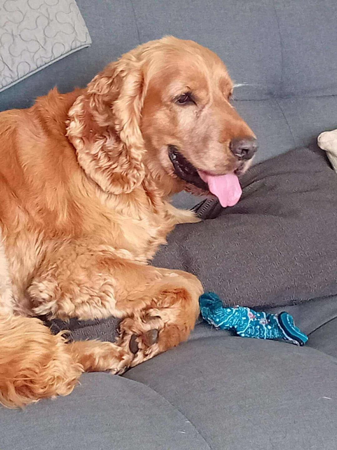 Image of dog Oliver, a 9/10 year old Cocker Spaniel, curled on the sofa. Looking for a forever home through Leash of Life
