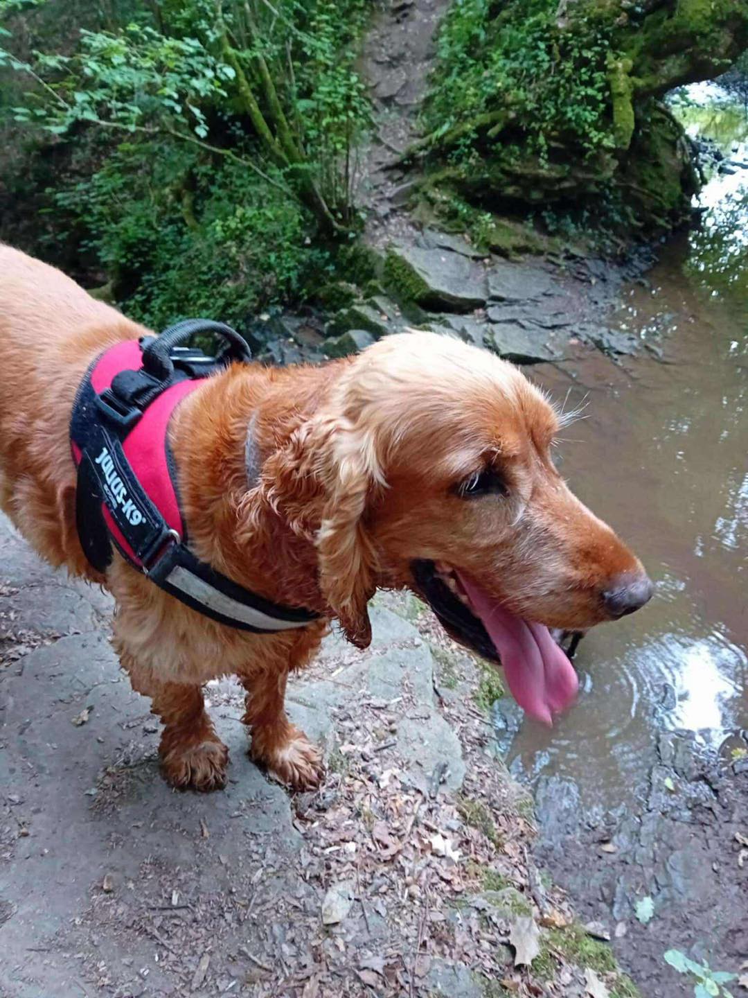 Image of dog Oliver, a 9/10 year old Cocker Spaniel, on a walk. Looking for a forever home through Leash of Life