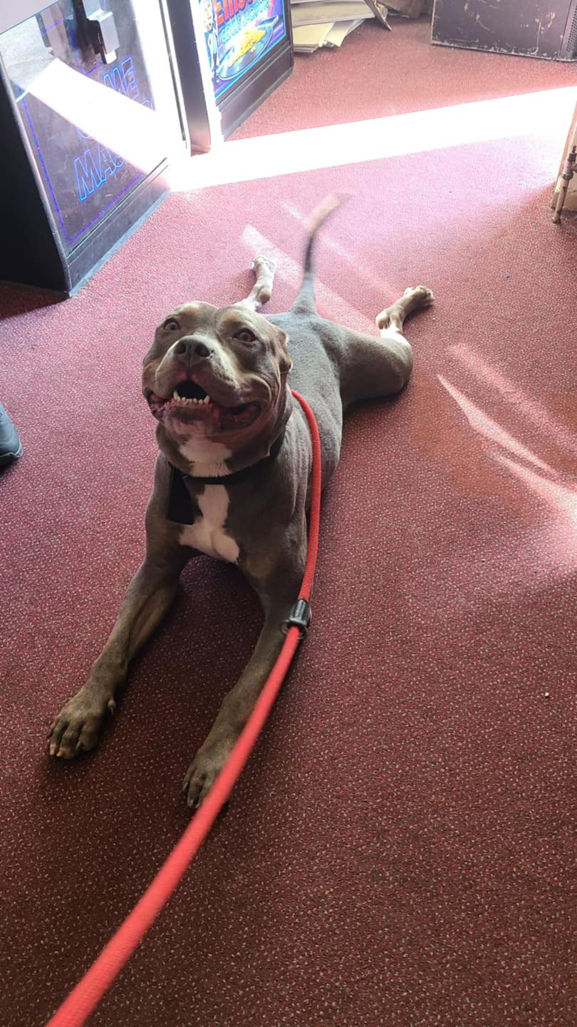 Image of dog Rocco, medium sized dog, stretching. Rocco is looking for a new forever home or a foster home, from Leash of Life.