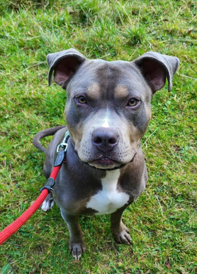 Image of dog Rocco, medium sized dog, on his lead. Rocco is looking for a new forever home or a foster home, from Leash of Life.
