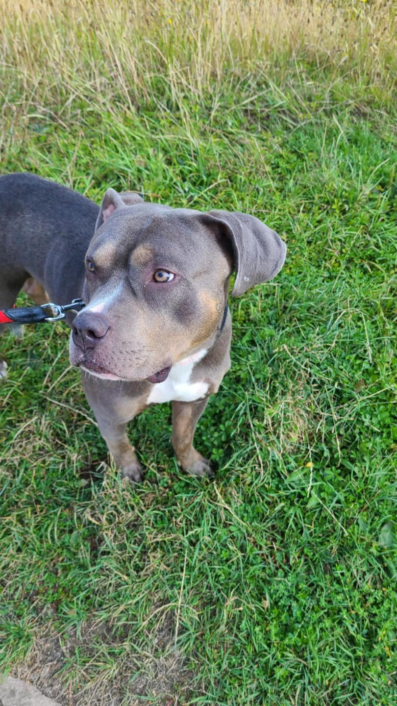 Image of dog Rocco, medium sized dog, in the garden. Rocco is looking for a new forever home or a foster home, from Leash of Life.