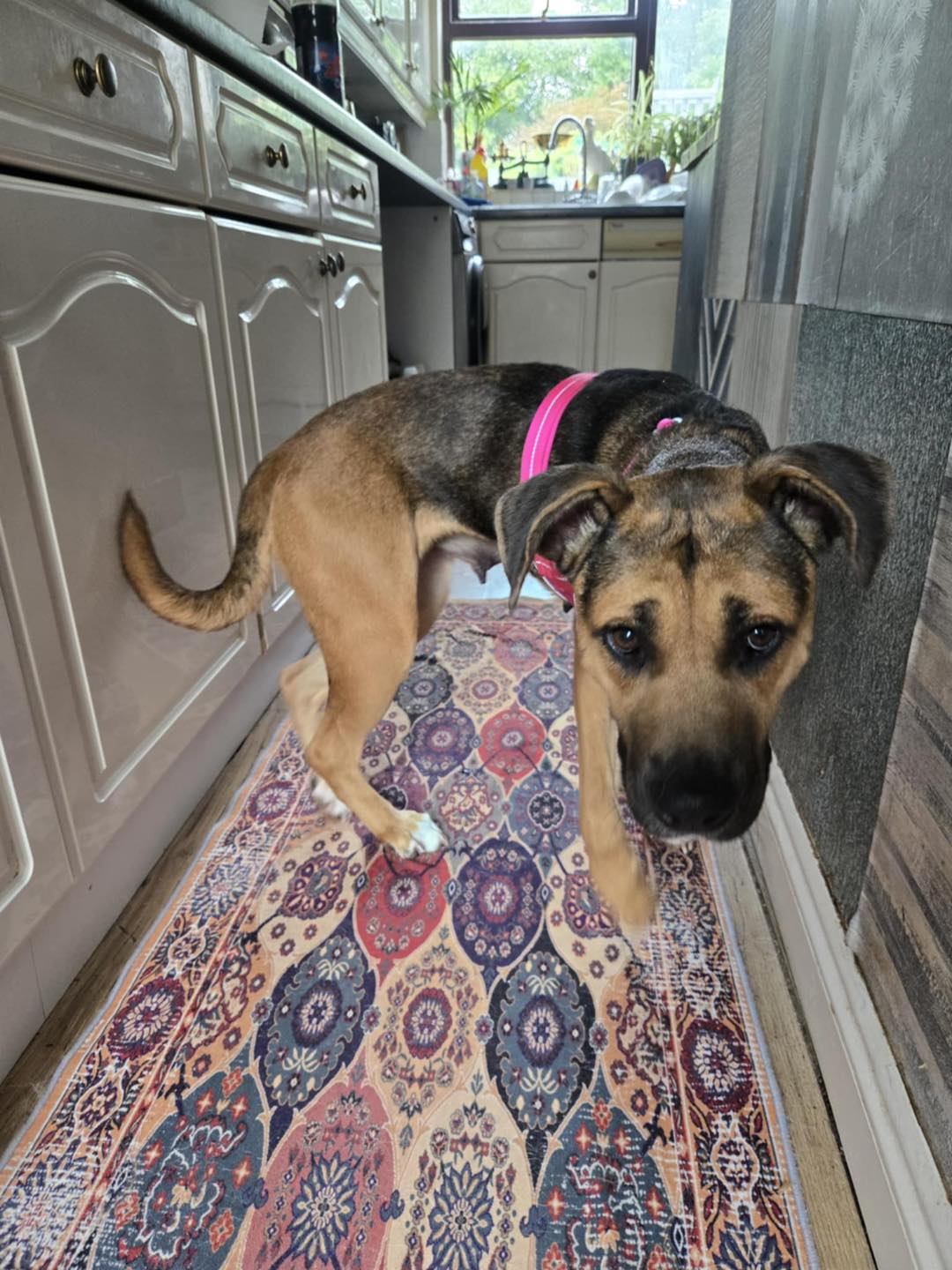 Dog Roo in the kitchen Image of dog Roo, an 18-month old medium-size female dog in the kitchen. She is looking for a new forever home or a foster home, from Leash of Life.