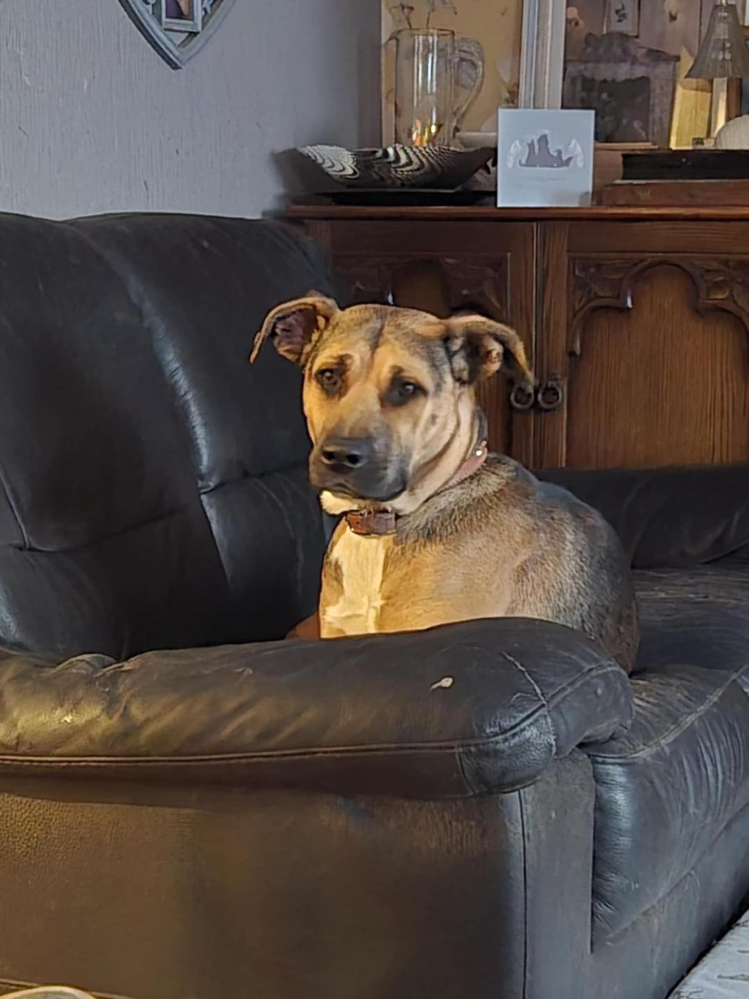 Dog Roo on a leather sofa Image of dog Roo, an 18-month old medium-size female dog sitting on a leather sofa. She is looking for a new forever home or a foster home, from Leash of Life.