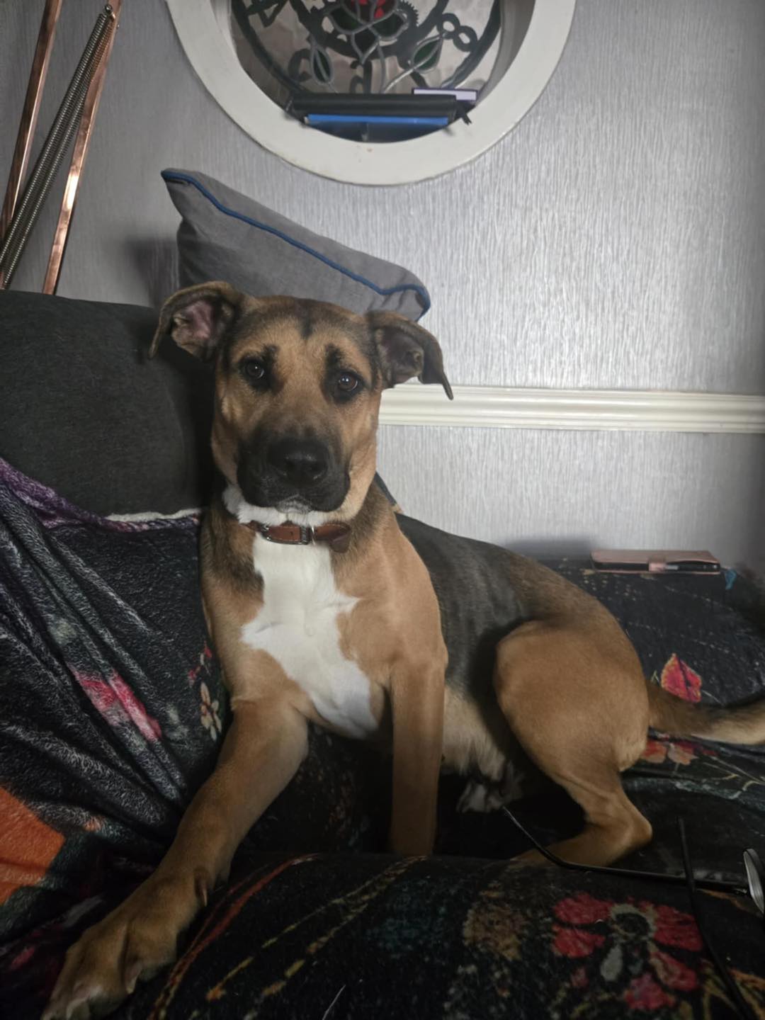 Dog Roo on the sofa Image of dog Roo, an 18-month old medium-size female dog sitting on the sofa. She is looking for a new forever home or a foster home, from Leash of Life.