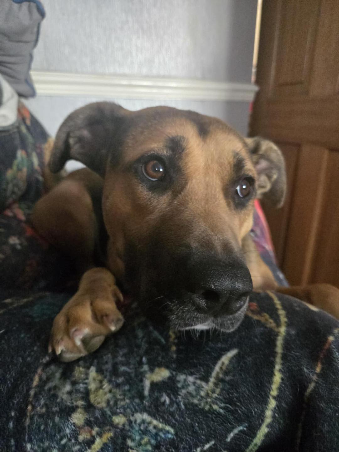 Dog Roo Image of dog Roo, an 18-month old medium-size female dog who is looking for a new forever home or a foster home, from Leash of Life.