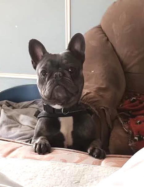 graham by his bed Image of Graham, 4-year-old French bulldog by his bed. Looking for a forever home through Leash of Life