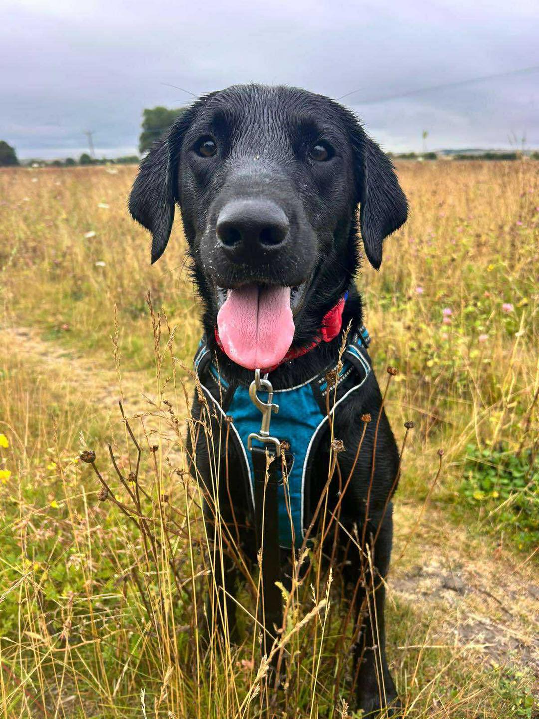 Image of dog Andy, a 2 year old, labrador, in a field. Looking for a forever home with Leash of Life.