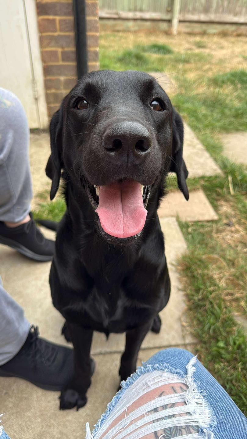 Image of dog Andy, a 2 year old, labrador, in the garden. Looking for a forever home with Leash of Life.