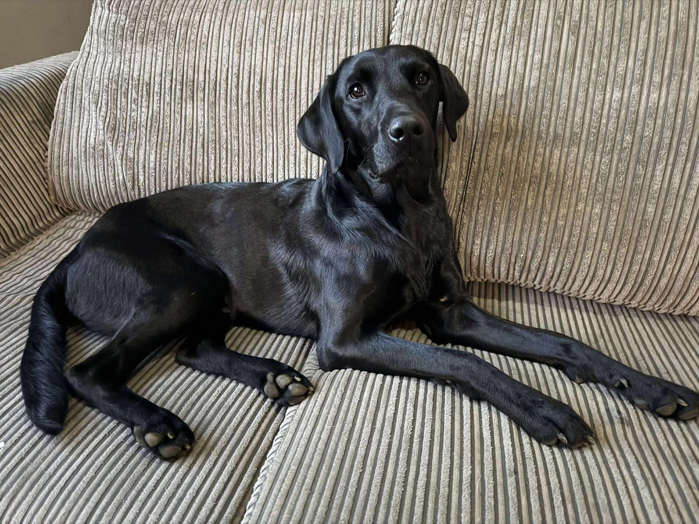 Image of dog Andy, a 2 year old, labrador, lying on the sofa. Looking for a forever home with Leash of Life.
