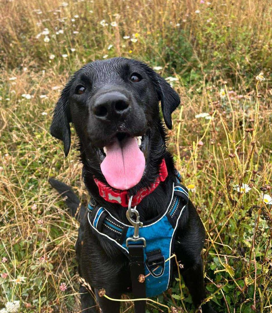 Image of dog Andy, a 2 year old, labrador. Looking for a forever home with Leash of Life.