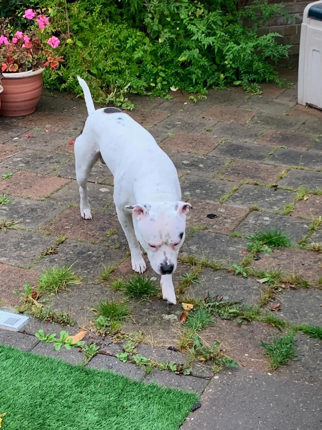Image of dog Jax, a friendly 2 year old boy, in the garden. Looking for a forever home through Leash of Life