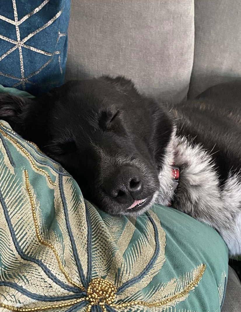 Image of dog Kobi, a happy friendly 5 year old boy asleep. Looking for a forever home through Leash of Life