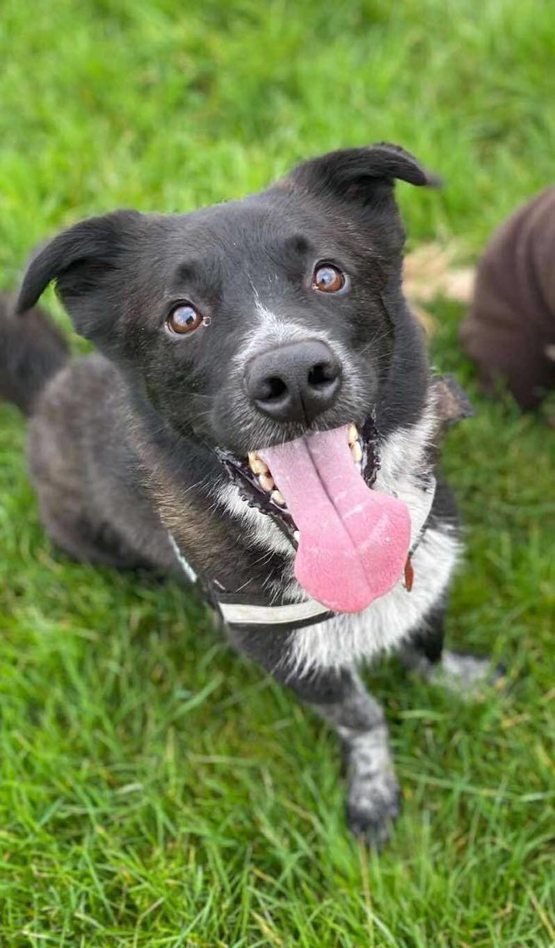 Image of dog Kobi, a happy friendly 5 year old boy. Looking for a forever home through Leash of Life