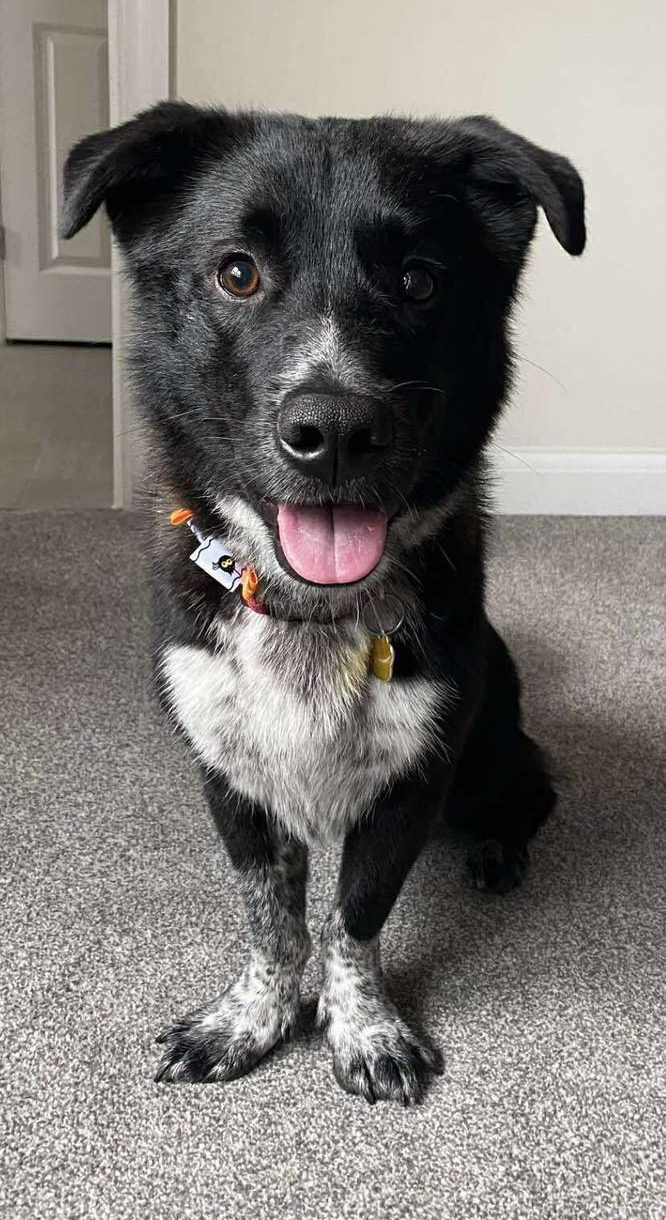 Image of dog Kobi, a friendly 5 year old boy. Looking for a forever home through Leash of Life