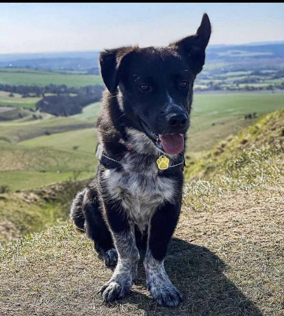 Image of dog Kobi, a friendly 5 year old boy, on top of a hill. Looking for a forever home through Leash of Life